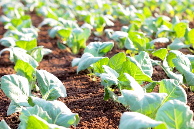 土壌の良い畑のイメージ