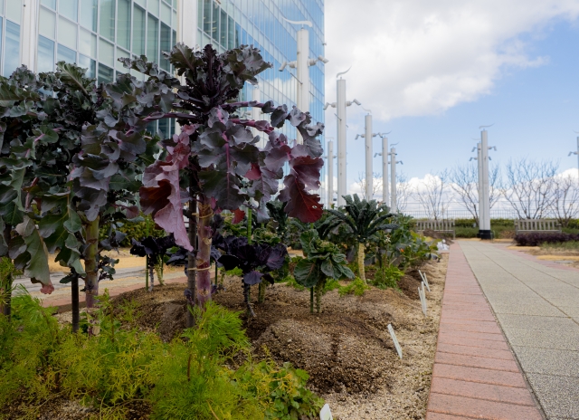 都会の屋上菜園
